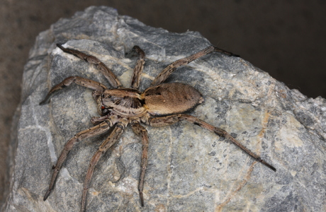 Strahlende Tarantel (Hogna radiata) - © Christian Komposch